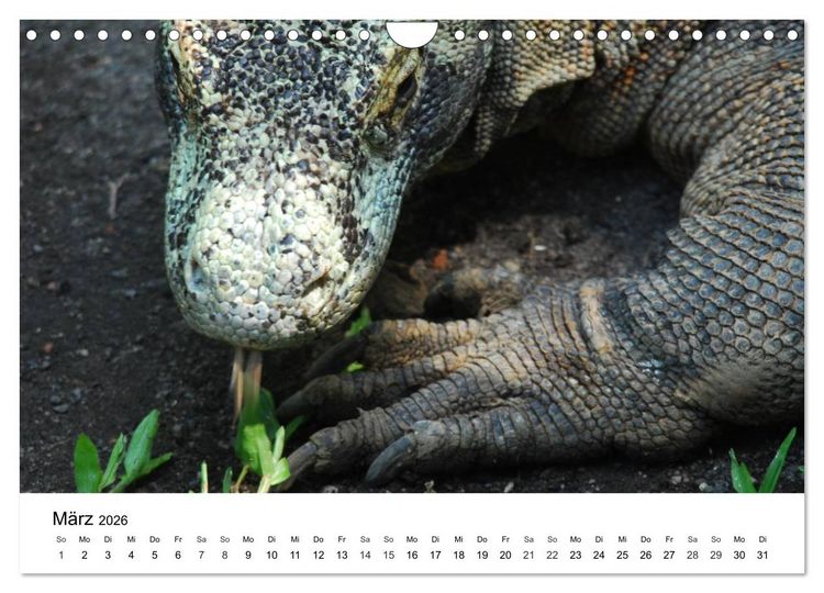 Produktbild: Faszination - Echsen (Wandkalender 2026 DIN A4 quer), CALVENDO Monatskalender