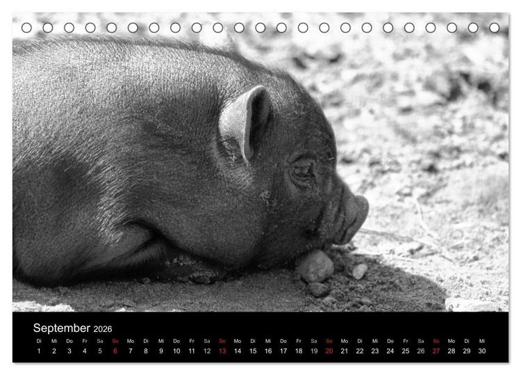 Produktbild: Das Leben der Schweine (Tischkalender 2026 DIN A5 quer), CALVENDO Monatskalender