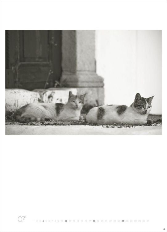 Produktbild: Cats Edition Kalender 2027