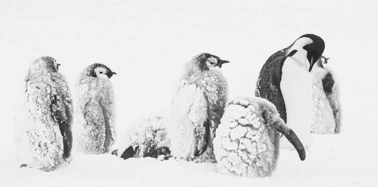 Produktbild: R&uuml;ckkehr zum Land der Pinguine