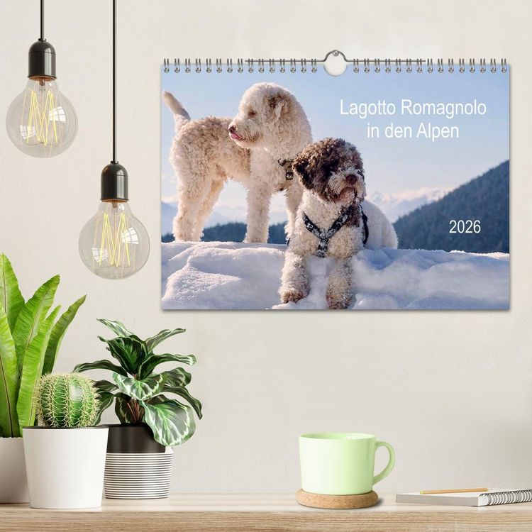 Produktbild: Lagotto Romagnolo in den Alpen 2026 (Wandkalender 2026 DIN A4 quer), CALVENDO Monatskalender