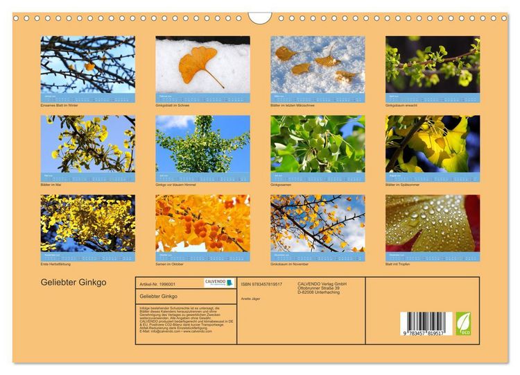 Produktbild: Geliebter Ginkgo (Wandkalender 2026 DIN A3 quer), CALVENDO Monatskalender