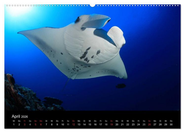 Produktbild: Magische Unterwasserwelten (Wandkalender 2026 DIN A2 quer), CALVENDO Monatskalender