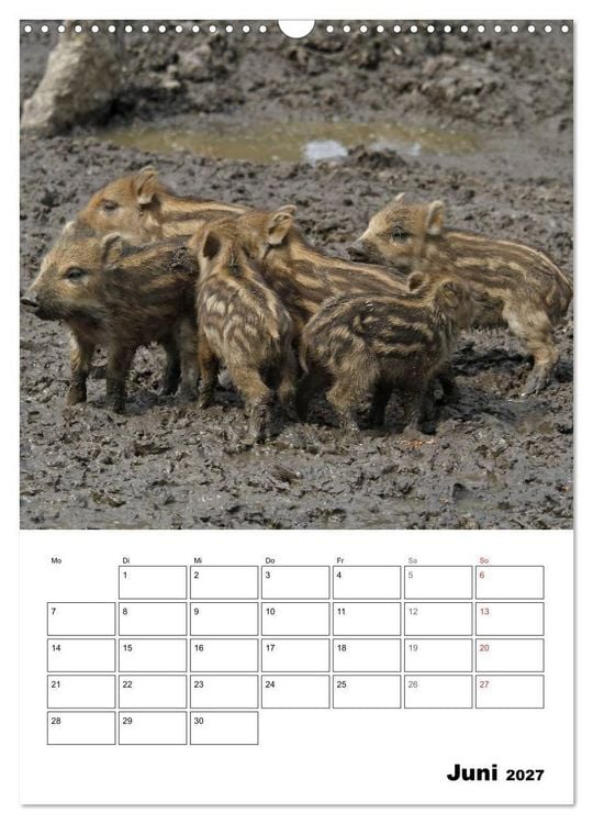Produktbild: Der wildschweinische Terminplaner (Wandkalender 2027 DIN A3 hoch), CALVENDO Monatskalender