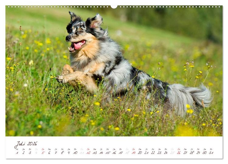Produktbild: Wunderbare Australian Shepherds (hochwertiger Premium Wandkalender 2026 DIN A2 quer), Kunstdruck in Hochglanz