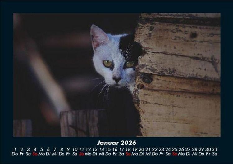 Produktbild: Welt der Tiere 2026 Fotokalender DIN A5