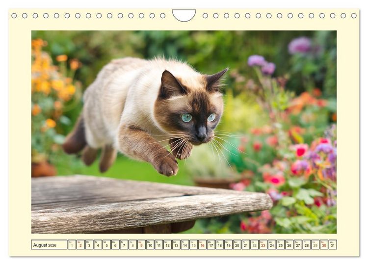 Produktbild: Edle Siamkatzen. Anmut und Charakter im Spiel mit der Natur (Wandkalender 2026 DIN A4 quer), CALVENDO Monatskalender