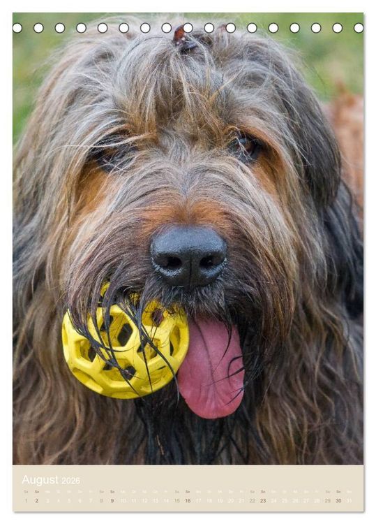 Produktbild: Briard-Gesichter (Tischkalender 2026 DIN A5 hoch), CALVENDO Monatskalender