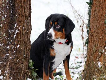 Produktbild: CALVENDO Puzzle Entlebucher Sennenhund | 1000 Teile Lege-Gr&ouml;&szlig;e 64x48cm Foto-Puzzle f&uuml;r gl&uuml;ckliche Stunden