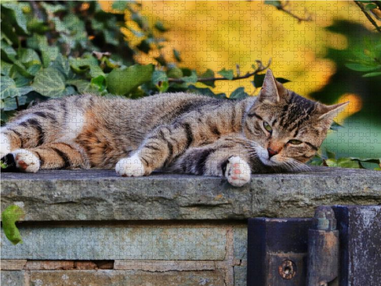 Produktbild: CALVENDO Puzzle Ruhende Katze 1000 Teile Lege-Gr&ouml;&szlig;e 64 x 48 cm Foto-Puzzle Bild von Sabine L&ouml;wer