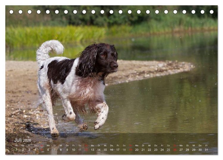 Produktbild: Kleiner M&uuml;nsterl&auml;nder Vorstehhund (Tischkalender 2026 DIN A5 quer), CALVENDO Monatskalender