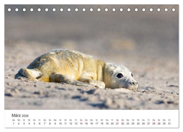 Produktbild: Junge Kegelrobben (Tischkalender 2026 DIN A5 quer), CALVENDO Monatskalender