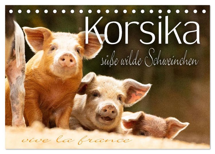 Produktbild: Korsika - s&uuml;&szlig;e, wilde Schweinchen (Tischkalender 2026 DIN A5 quer), CALVENDO Monatskalender