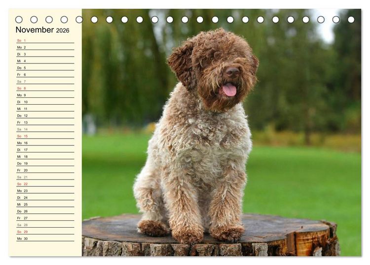 Produktbild: Lagotto Romagnolo - Italienischer Tr&uuml;ffelhund (Tischkalender 2026 DIN A5 quer), CALVENDO Monatskalender