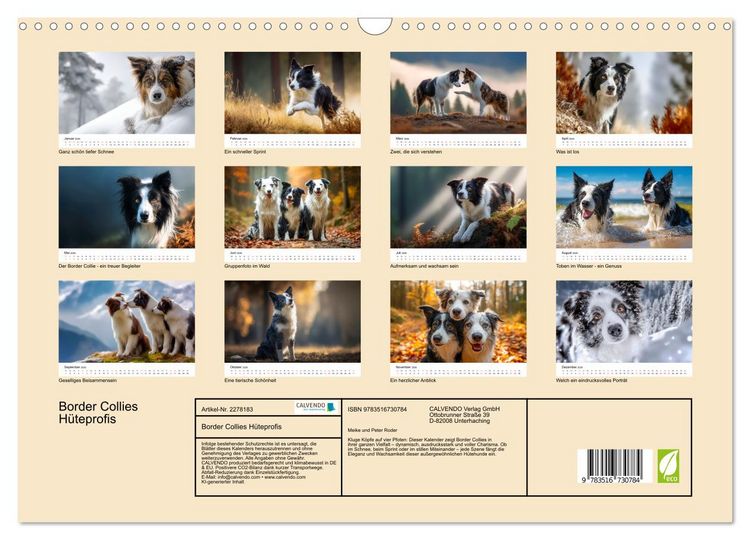 Produktbild: Border Collies H&uuml;teprofis (Wandkalender 2026 DIN A3 quer), CALVENDO Monatskalender