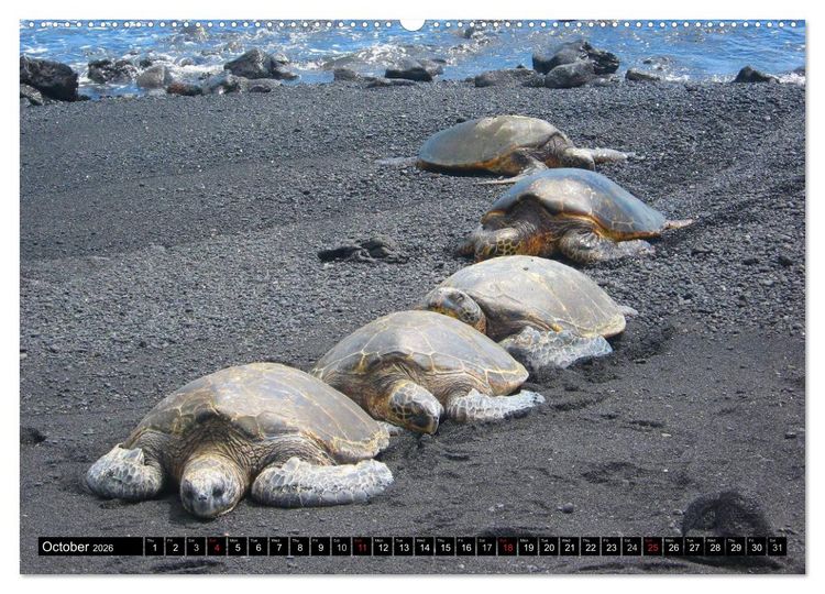 Produktbild: Turtles and Tortoises - Armored pacifists (High Quality Premium Wall Calendar 2026 DIN A2 landscape),CALVENDO 12 Month Wall Calendar