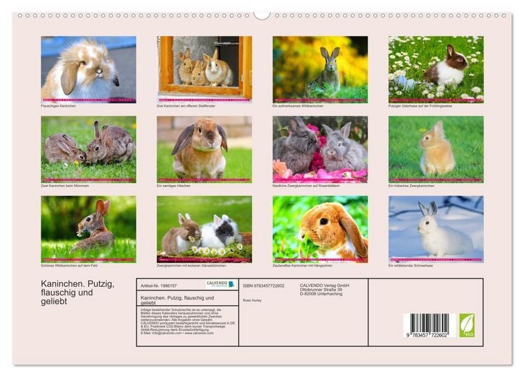 Produktbild: Kaninchen. Putzig, flauschig und geliebt (hochwertiger Premium Wandkalender 2026 DIN A2 quer), Kunstdruck in Hochglanz