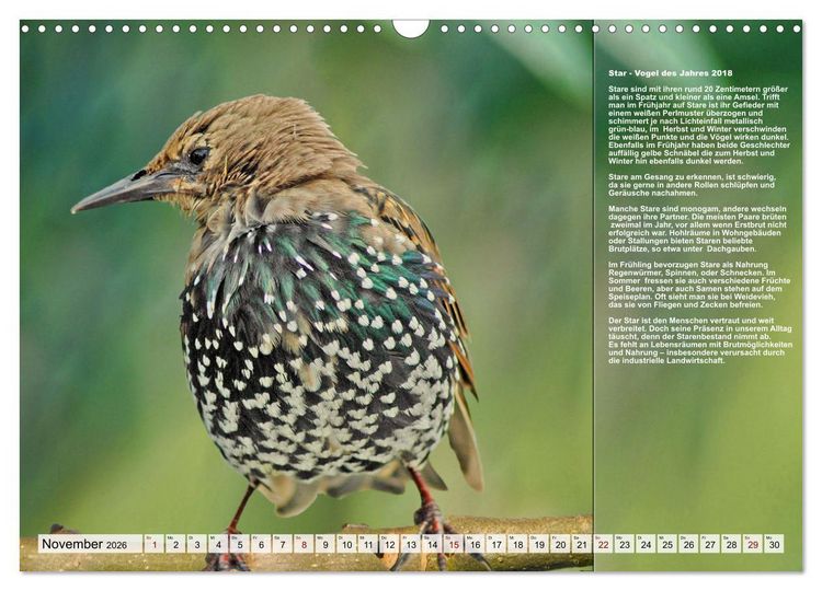 Produktbild: Heimische V&ouml;gel des Jahres (Wandkalender 2026 DIN A3 quer), CALVENDO Monatskalender