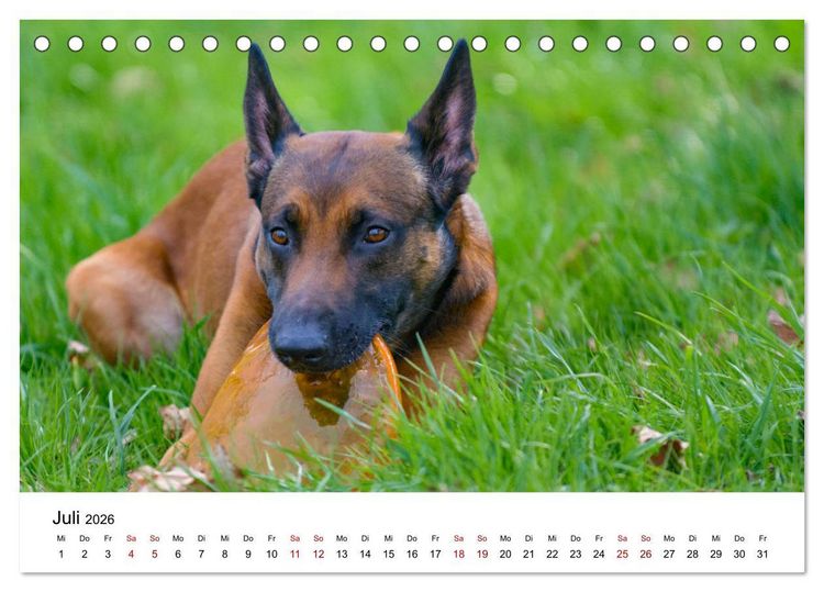 Produktbild: Malinois - Wahnsinn auf vier Pfoten (Tischkalender 2026 DIN A5 quer), CALVENDO Monatskalender