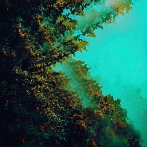 Produktbild: Caterpillars of Creation