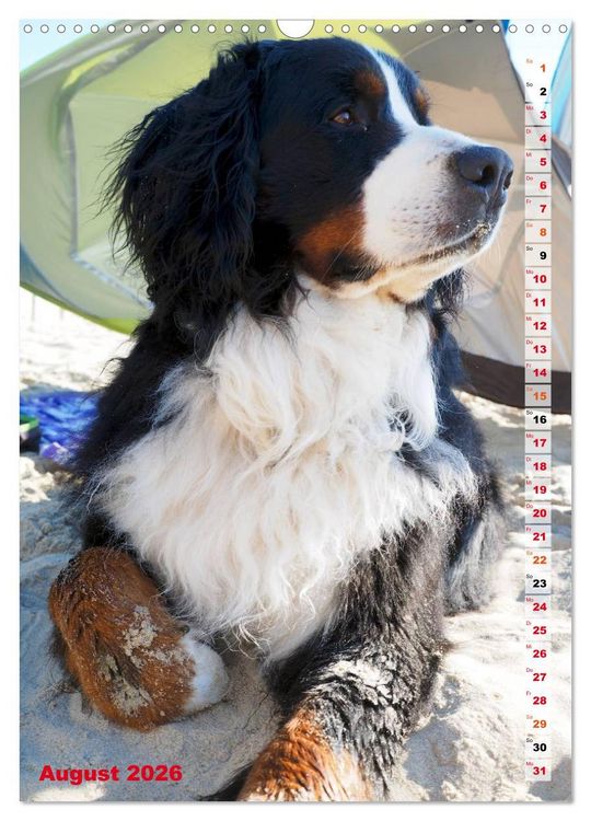 Produktbild: B&Auml;R - Der Berner Sennenhund (Wandkalender 2026 DIN A3 hoch), CALVENDO Monatskalender