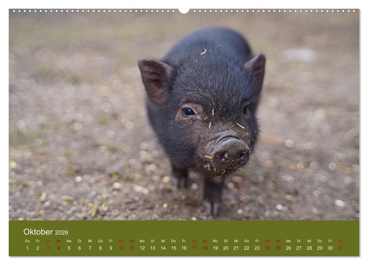 Produktbild: Faszination Minischweine (hochwertiger Premium Wandkalender 2026 DIN A2 quer), Kunstdruck in Hochglanz