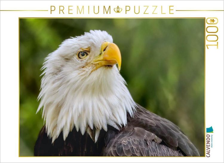 Produktbild: CALVENDO Puzzle Wei&szlig;kopfseeadler im Portr&auml;t | 1000 Teile Lege-Gr&ouml;&szlig;e 64x48cm Foto-Puzzle f&uuml;r gl&uuml;ckliche Stunden