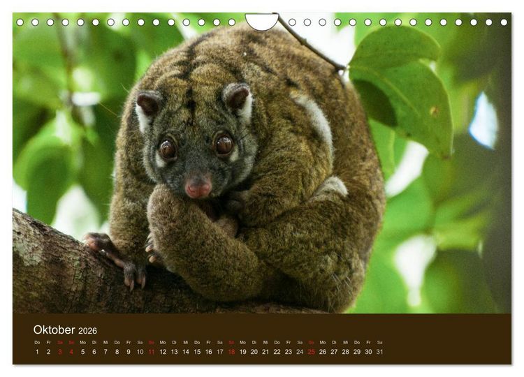 Produktbild: Beuteltiere Australiens (Wandkalender 2026 DIN A4 quer), CALVENDO Monatskalender