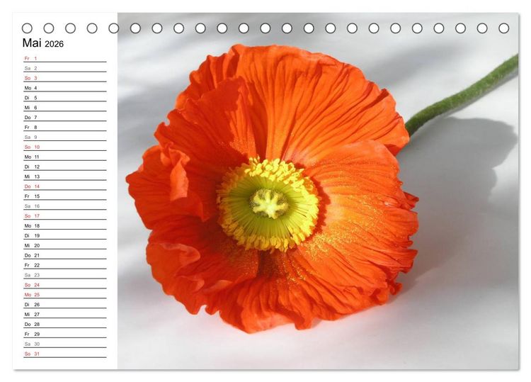 Produktbild: Mohn im Portr&auml;t (Tischkalender 2026 DIN A5 quer), CALVENDO Monatskalender