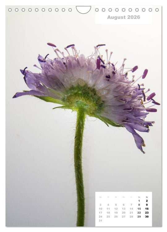 Produktbild: Schnittblumen 2026 (Wandkalender 2026 DIN A4 hoch), CALVENDO Monatskalender