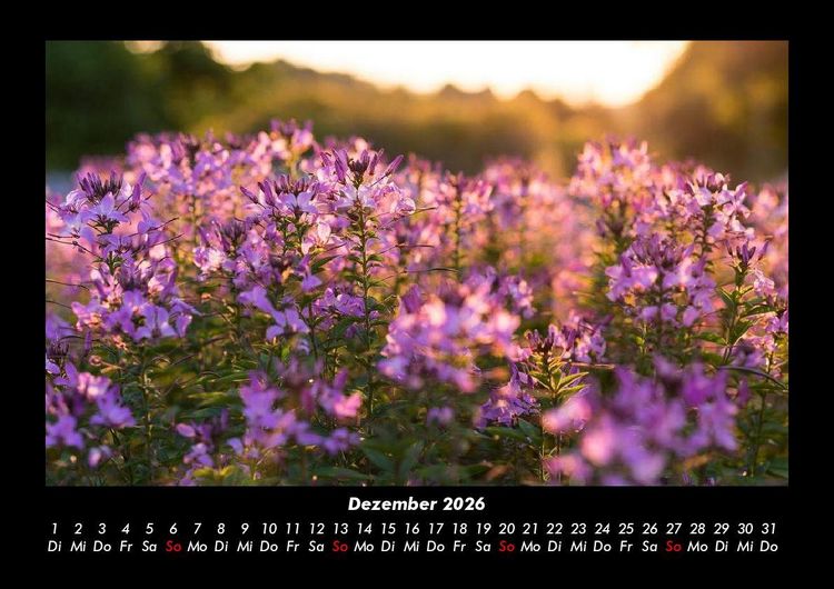 Produktbild: Blumentr&auml;ume 2026 Fotokalender DIN A3