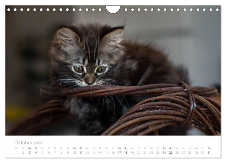 Produktbild: Katzenbabys beobachtet (Wandkalender 2026 DIN A4 quer), CALVENDO Monatskalender