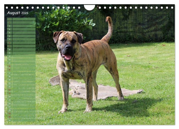 Produktbild: Dogo Canario (Wandkalender 2026 DIN A4 quer), CALVENDO Monatskalender