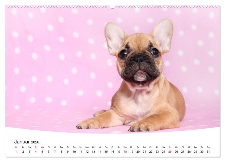 Produktbild: Bullys - Franz&ouml;sische Bulldoggen 2026 (Wandkalender 2026 DIN A2 quer), CALVENDO Monatskalender