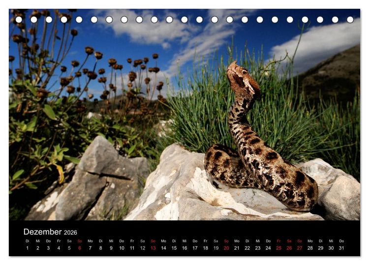 Produktbild: REPTILIEN (Tischkalender 2026 DIN A5 quer), CALVENDO Monatskalender