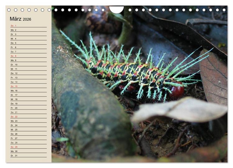 Produktbild: Raupen. Skurrile Verwandlungsk&uuml;nstler (Wandkalender 2026 DIN A4 quer), CALVENDO Monatskalender
