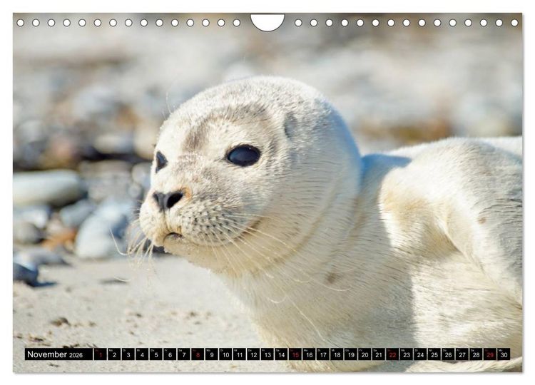 Produktbild: Robben an der Nordsee (Wandkalender 2026 DIN A4 quer), CALVENDO Monatskalender