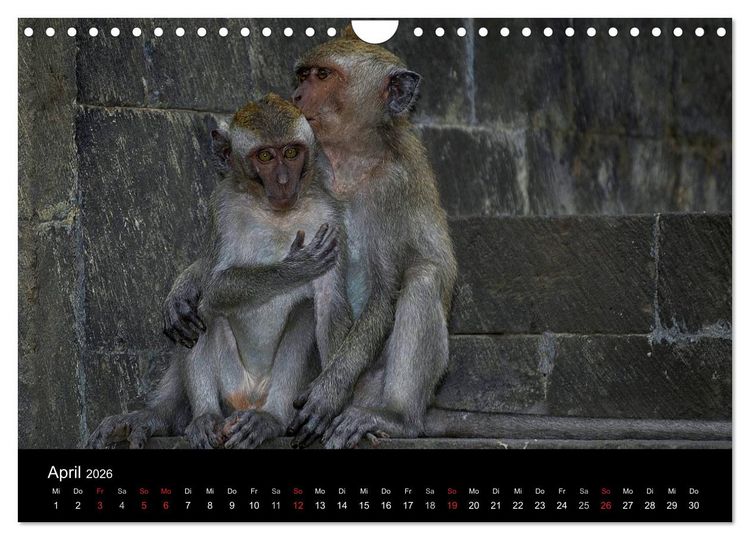 Produktbild: Affentheater (Wandkalender 2026 DIN A4 quer), CALVENDO Monatskalender
