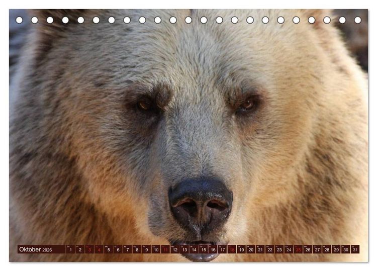 Produktbild: B&auml;ren (Tischkalender 2026 DIN A5 quer), CALVENDO Monatskalender