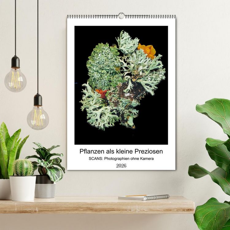 Produktbild: Pflanzen als kleine Preziosen (Wandkalender 2026 DIN A2 hoch), CALVENDO Monatskalender