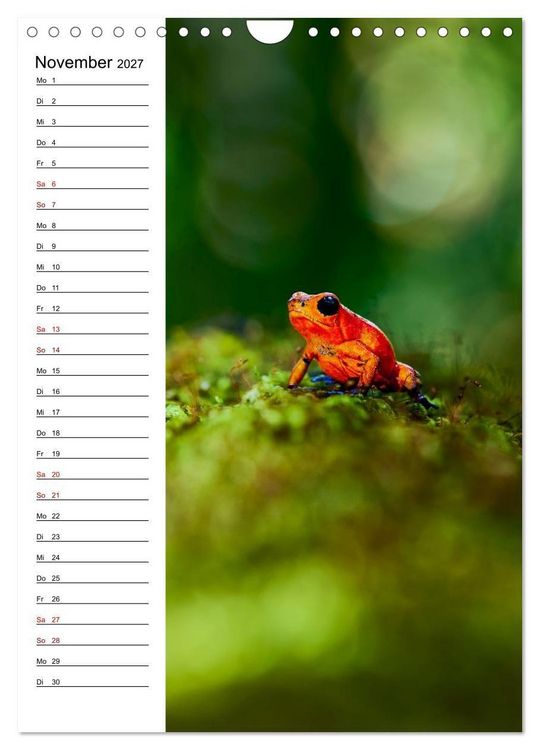 Produktbild: Costa Rica - Magische Tiere des Regenwaldes (Wandkalender 2027 DIN A4 hoch), CALVENDO Monatskalender