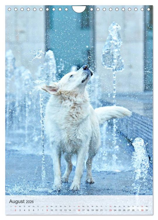 Produktbild: Hundepers&ouml;nlichkeiten (Wandkalender 2026 DIN A4 hoch), CALVENDO Monatskalender