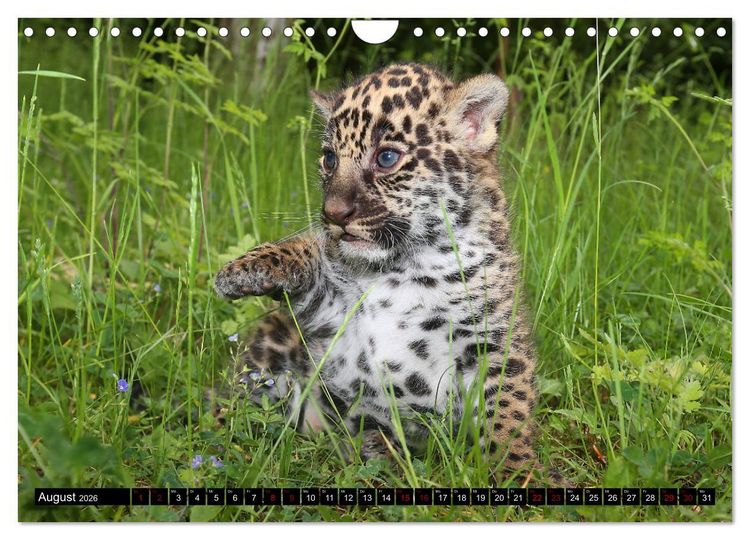 Produktbild: GROSSKATZEN GANZ KLEIN (Wandkalender 2026 DIN A4 quer), CALVENDO Monatskalender