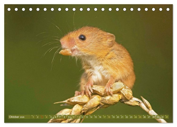 Produktbild: Zauberhafte M&auml;use: Von wegen nur Grau (Tischkalender 2026 DIN A5 quer), CALVENDO Monatskalender