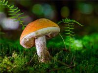 Produktbild: CALVENDO Puzzle Birkenpilz (Leccinum scabrum) 2000 Teile Lege-Gr&ouml;&szlig;e 900 x 670 cm Foto-Puzzle Bild von Peter Roder