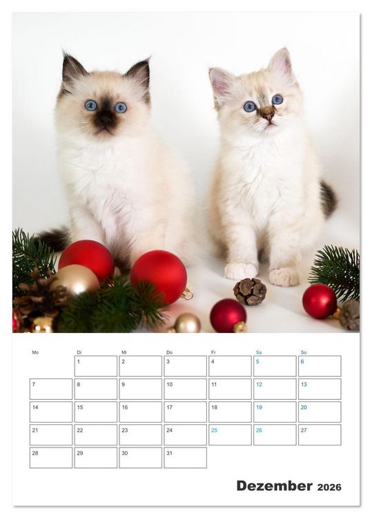 Produktbild: Heilige Birma Kitten Kalender mit Planer (Tischkalender 2026 DIN A5 hoch), CALVENDO Monatskalender