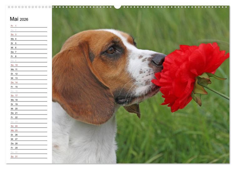 Produktbild: DER BEAGLEige TERMINPLANER (hochwertiger Premium Wandkalender 2026 DIN A2 quer), Kunstdruck in Hochglanz