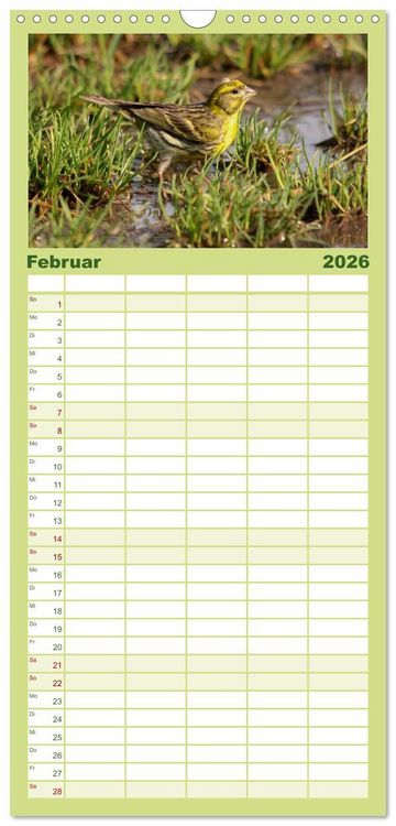Produktbild: Familienplaner 2026 - Die farbenfrohe Welt der Finken mit 5 Spalten (Wandkalender, 21 x 45 cm) CALVENDO