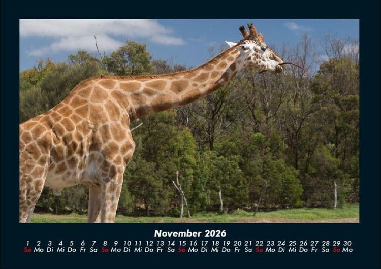 Produktbild: Giraffen 2026 Fotokalender DIN A4