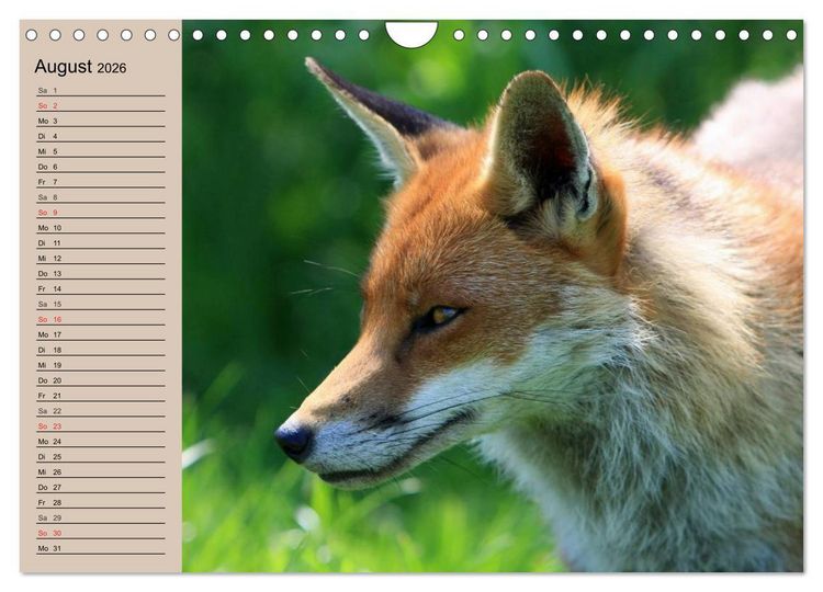 Produktbild: Der Fuchs. Bezaubernder Geselle (Wandkalender 2026 DIN A4 quer), CALVENDO Monatskalender
